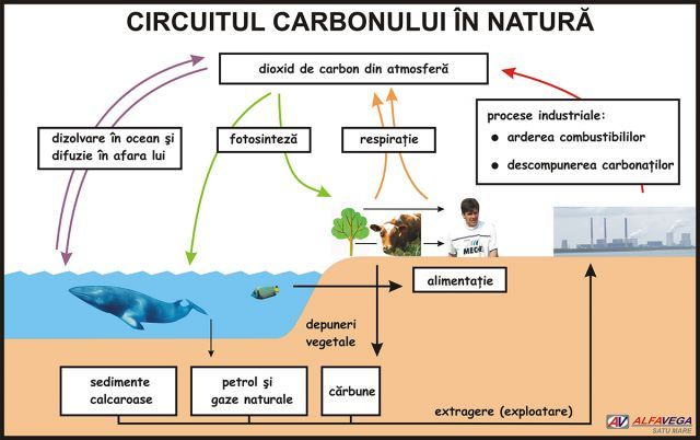Circuitul carbonului in natura 